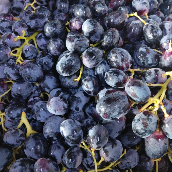 Australia Adora Seedless Black Grape [900G]
