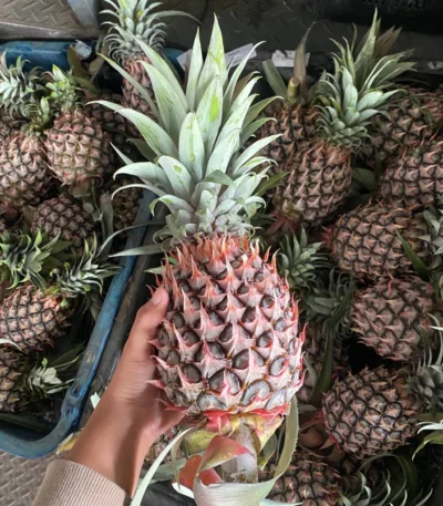 Malaysia Sweet Josapine Pineapple Product Description Product Name: Pineapple Variety: Sweet Josapine Sensation: The pineapple is moderately sweet and crunchy Storage: Room Temp. / Refrigerate This Sweet Josapine Pineapple is a local product. These pineapples have a very singular fragrance, a beautiful color, and a pleasant bittersweet taste. It is eaten raw or as an ingredient in juices, preserves, liquors, etc. . The Sweet Josephine Pineapple is rich in vitamins, enzymes, and antioxidants. They may help boost the immune system, build strong bones, and aid indigestion. What is in the Order? 1 Pcs x Malaysia Josapine Pineapple