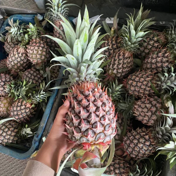 Malaysia Sweet Josapine Pineapple Product Description Product Name: Pineapple Variety: Sweet Josapine Sensation: The pineapple is moderately sweet and crunchy Storage: Room Temp. / Refrigerate This Sweet Josapine Pineapple is a local product. These pineapples have a very singular fragrance, a beautiful color, and a pleasant bittersweet taste. It is eaten raw or as an ingredient in juices, preserves, liquors, etc. . The Sweet Josephine Pineapple is rich in vitamins, enzymes, and antioxidants. They may help boost the immune system, build strong bones, and aid indigestion. What is in the Order? 1 Pcs x Malaysia Josapine Pineapple