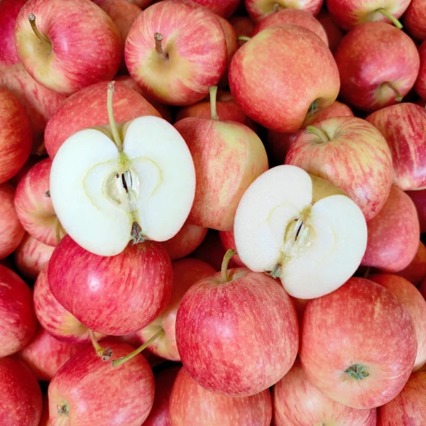 South Africa Gala Apple (M) [5 Pcs]